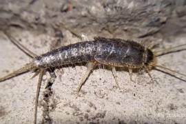 Los pececillos de plata se encuentran comúnmente en lugares oscuros y húmedos como sótanos, baños y cocinas.