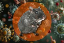 La OMS explica qué es el hantavirus, cómo se transmite y por qué el riesgo para la población general sigue siendo bajo tras brote en crucero.