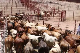 Ganaderos de Coahuila mantienen la expectativa de volver a enviar bovinos por Ciudad Acuña hacia Estados Unidos.