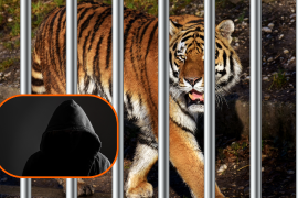 Expertos detallan cómo los animales exóticos son trofeos y emblemas de jerarquía en el crimen organizado