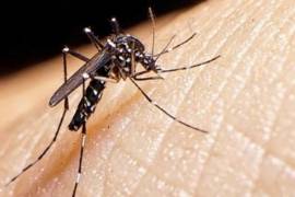Autoridades sanitarias recomendaron eliminar recipientes con agua acumulada para reducir la proliferación de mosquitos transmisores de dengue.