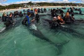 Equipos de rescate, veterinarios, expertos en fauna marina y voluntarios se movilizaron por tierra y mar para “intentar llevar a las 46 ballenas restantes a aguas profundas”
