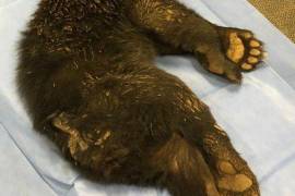 Se informó que el oso negro, de aproximadamente siete meses de edad, sufrió heridas graves