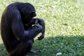 La decisión de sus cuidadores fue respetar la voluntad de Natalia durante estos siete meses, pues arrebatarle el cuerpo sin vida hubiera roto la confianza que existe entre los humanos y los chimpancés