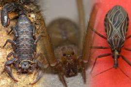 Especialistas advierten que tres especies destacan por su capacidad de causar problemas de salud cuando entran en contacto con las personas.