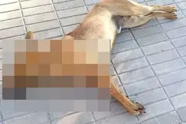 El perrito fue analizado por un médico veterinario, quien confirmó que la muerte ocurrió por intoxicación con raticida.