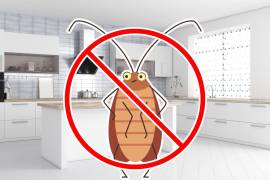 La temporada de cucarachas se intensifica en primavera, cuando el aumento de temperatura y horas de luz activa a estos insectos