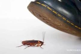 Al pisar una cucaracha y matarla, se pueden esparcir numerosas bacterias por el ambiente, llegando a provocar asma o alergia si se inhalan.