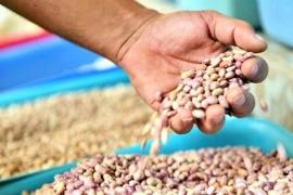 La Secretaría de Agricultura informó que México alcanzó una producción récord de frijol, además de aumentar la cosecha de maíz y la producción nacional de leche.