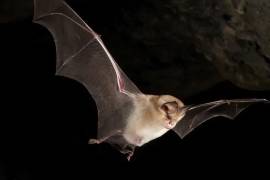 Investigadores han logrado mapear el potencial epidémico dentro del árbol evolutivo de los murciélagos, revelando que el riesgo de una nueva pandemia
