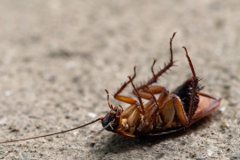 Ver cucarachas muertas en casa puede parecer una señal de victoria, pero en muchos casos indica una infestación oculta.