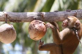 La ONG Personas para el Trato Ético de los Animales (PETA, siglas en inglés) denunció que empresas tailandesas usan monos para recolectar cocos en situación de “explotación animal”