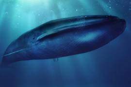 Tabasco en alerta por el siniestro juego de la ‘ballena azul’