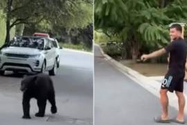 Ángel Correa, delantero de Tigres, fue sorprendido junto a su familia por un oso negro en calles de Monterrey, momento que quedó registrado en video.