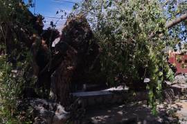 Los fuertes vientos derribaron árboles y ramas en diversas calles de Parras de la Fuente, provocando el cierre temporal de algunas vías.