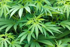 El Gabinete de Seguridad federal confirmó la eliminación de un plantío de aproximadamente 90 mil plantas de marihuana, en las inmediaciones del poblado Los Mezquites, en Ixtlán del Río, Nayarit.