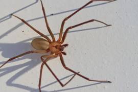 La araña violinista puede causar lesiones graves si no se trata a tiempo. Aprende a reconocer su picadura, cómo actuar de inmediato y qué tan peligrosa es realmente para la salud humana.