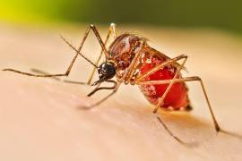 Autoridades exhortan a la población a eliminar criaderos del mosquito Aedes aegypti para prevenir contagios durante la temporada de lluvias.