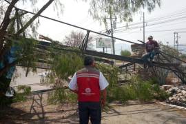 Alberto Neira Vielma, titular de Protección Civil y Bomberos, informó que personal a su cargo atendió los reportes acerca de 9 árboles que presentaron fracturas parciales en ramas.
