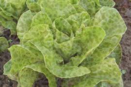 Taylor Foods retira lechuga iceberg de la distribución