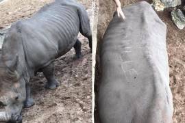 Un par de visitantes a un zoológico graban sus nombres en piel de rinoceronte