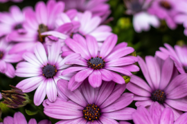 En los últimos años, el 9 de noviembre ha cobrado un significado especial en redes sociales gracias a una particular tendencia: regalar flores moradas.