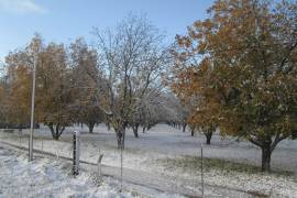 La caída en la producción, causada por el cambio climático y la sequía, podría ser “la peor crisis económica de las últimas décadas” para los nogalicultores de la entidad.