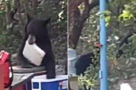 En Bustamante, Nuevo León, un oso se robó la carne asada de una familia en un picnic. Descubre cómo ocurrió, qué dicen los expertos sobre estos encuentros y por qué cada vez son más frecuentes en la región.