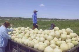 Con el precio del melón a 5 pesos el kilogramo, los productores apenas alcanzan a recuperar la inversión, por lo que piden a las autoridades los respalden para lograr una comercialización más acorde a la realidad.