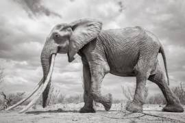Capturan increíbles imágenes de la Reina de los Elefantes en Kenia