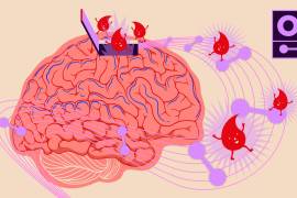 El flujo sanguíneo hacia el cerebro es muy importante, pero hay distintos factores que pueden afectar este proceso vital.