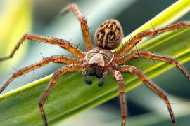 México alberga una gran diversidad de especies de arañas debido a su amplio rango de ecosistemas, desde selvas tropicales hasta desiertos.