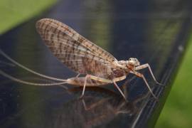 Conocidos también como efímeras o cachipollas, estos insectos, cercanos a las libélulas, tienen una vida adulta extremadamente corta, a veces de menos de 24 horas. FOTO: VANGUARDIA/ARCHIVO
