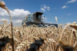 Desde febrero, cuando comenzó la guerra entre Rusia y Ucrania, hasta abril, los precios del trigo subieron 53 por ciento y del maíz, 39 por ciento