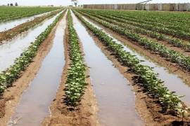 El recurso hídrico permitirá sembrar alrededor de 30 mil hectáreas en Coahuila y Durango.