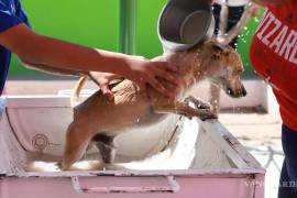 Mantener perros vacunados y desparasitados ayuda a cortar el ciclo de transmisión