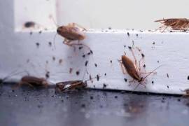 Con el aumento de temperaturas inicia la temporada de cucarachas en hogares de México. Especialistas explican por qué aparecen y qué medidas ayudan a prevenir su entrada