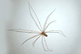Aunque su aspecto genera temor, la Pholcus phalangioides, mejor conocida como araña patona, no representa peligro para los humanos. Al contrario: se convierte en una aliada natural contra mosquitos, moscas y otros insectos que sí son dañinos.