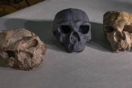 Tras la reconstrucción digital del cráneo Yunxian 2 hallado en China se podría trazar una nueva hipótesis en la teoría de la evolución humana.