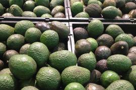 El presidente López Obrador remarcó que ya se está analizando esta situación, pues el aguacate mexicano “se consume mucho en Estados Unidos”