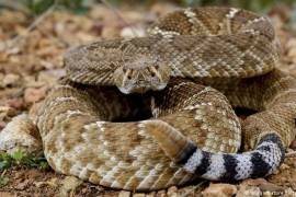 Serpiente cascabel una de las serpientes mas comunes en Coahuila