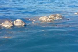 Mueren más de 300 tortugas en costas de Oaxaca al quedar atrapadas en red de pescadores