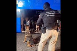 Un binomio canino participó en la revisión en la que se detectaron los paquetes con metanfetamina.