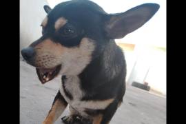 Toby, el chihuahua de seis meses, fue encontrado con una fractura en la mandíbula en la colonia Pueblo Insurgente.