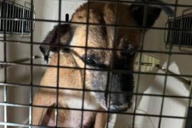 La Fundación Frichem, A.C. actuó rápidamente para salvar al perro herido encontrado en Monclova.