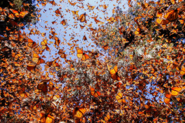 Google celebra a la mariposa monarca, ese símbolo de resistencia, transformación y belleza natural.