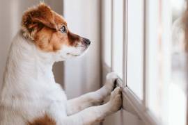 La emoción desbordada con la que algunos perros reciben a sus dueños suele interpretarse como una muestra de cariño, pero especialistas advierten que también puede ser un síntoma de ansiedad por separación.