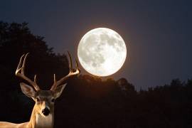 La “Luna de Ciervo” puede observarse fácilmente al levantar la mirada en un cielo despejado