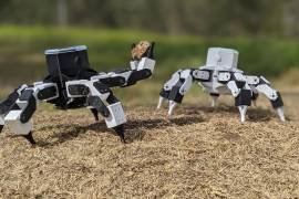 Dos robots hexápodos Gizmo-Syropod de CSIRO, diseñados para espacios confinados y que pueden inspeccionar y mapear cavidades en techos y suelos a las que los humanos tienen difícil o peligroso acceso.