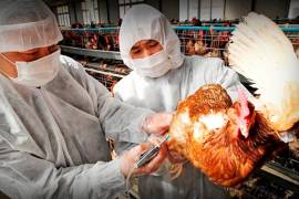 Gripe aviar se hace resistente al Tamiflu: OMS